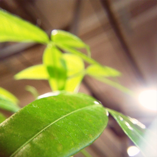 Effect Lens : Wide angle Lens & Macro Lens